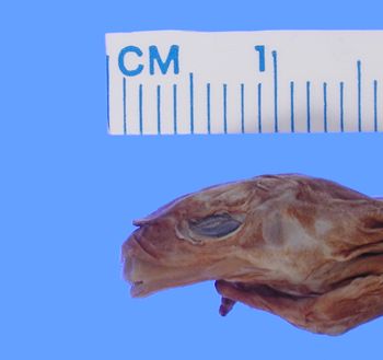 Media type: image; Herpetology A-4778